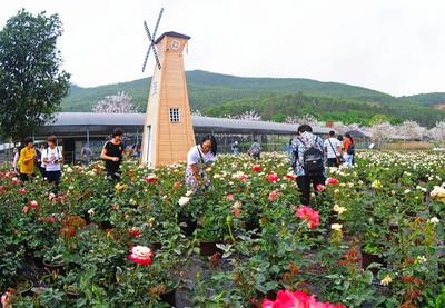 春季踏青赏花旅游期间,我国景区管理者喜欢常玩的五大活动